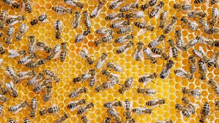 bee photo